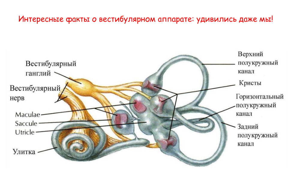 Орган слуха и вестибулярный аппарат. Рисунок 139 строение уха и вестибулярного аппарата. Улитка вестибулярный аппарат. Строение вестибулярного аппарата.